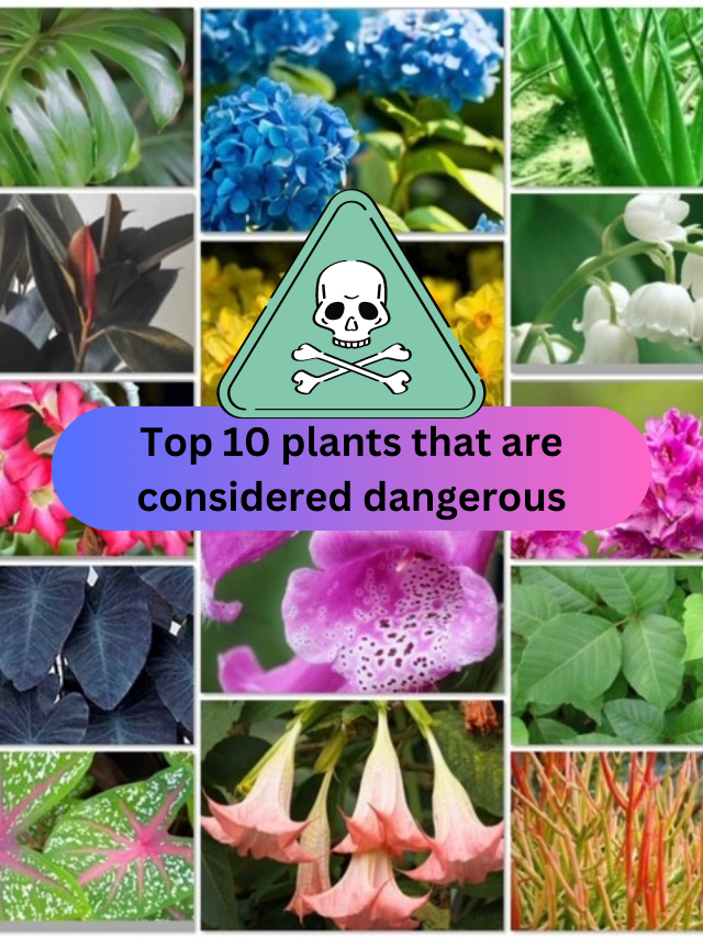 Top 10 plants that are considered dangerous